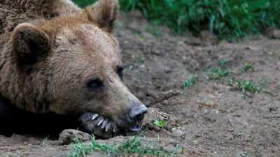 Ρουμανία: Αρκούδα σκότωσε 19χρονη που είχε πάει για πεζοπορία – «Με πλησιάζει» ούρλιαζε στους διασώστες