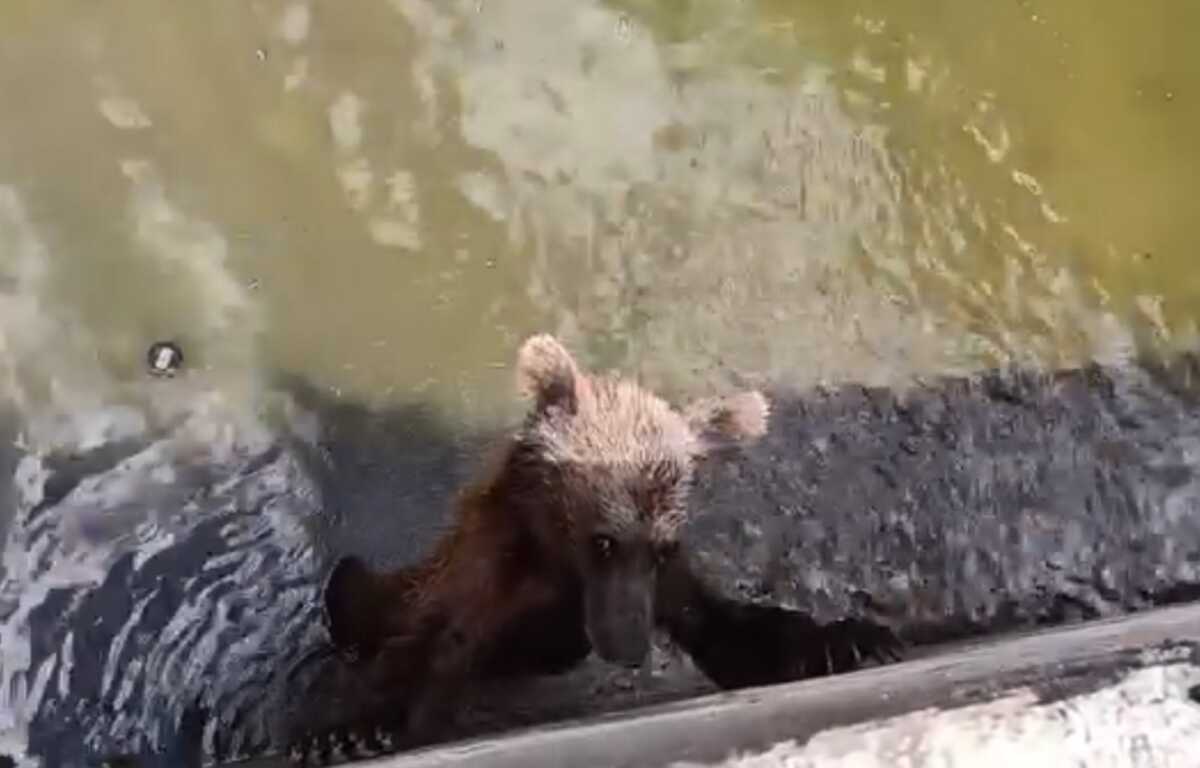 Αρκούδα εγκλωβίστηκε σε δεξαμενή νερού στην Ήπειρο: Βίντεο με την «απόδρασή» της