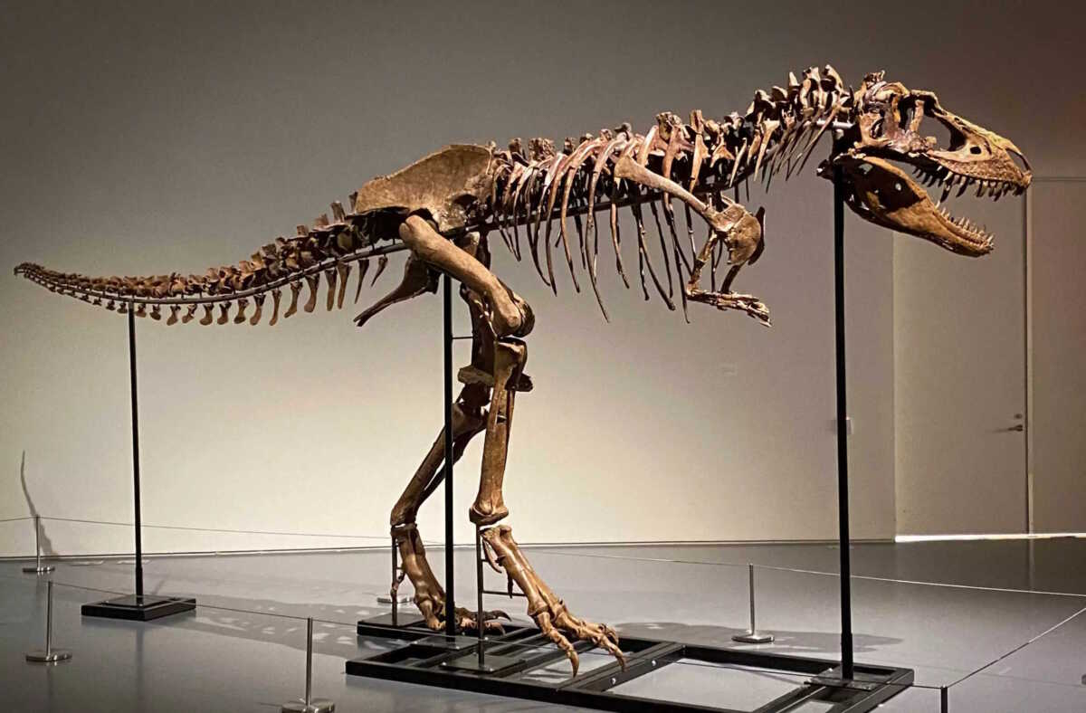 Βρετανία: Λείψανα χορτοφάγου δεινόσαυρου ηλικίας 125 εκατ. χρονών βρέθηκαν στο νησί Γουάιτ