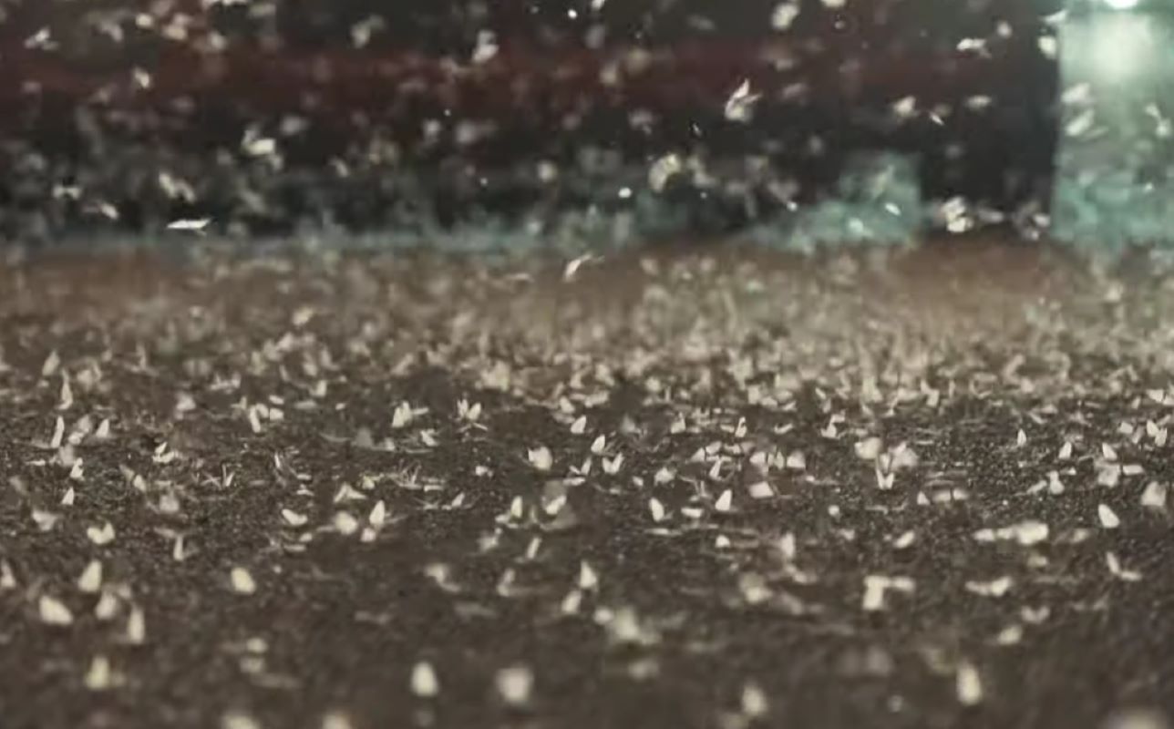 Λάρισα: Εικόνες αποκάλυψης με εκατομμύρια έντομα – Βίντεο από το τρομακτικό σμήνος