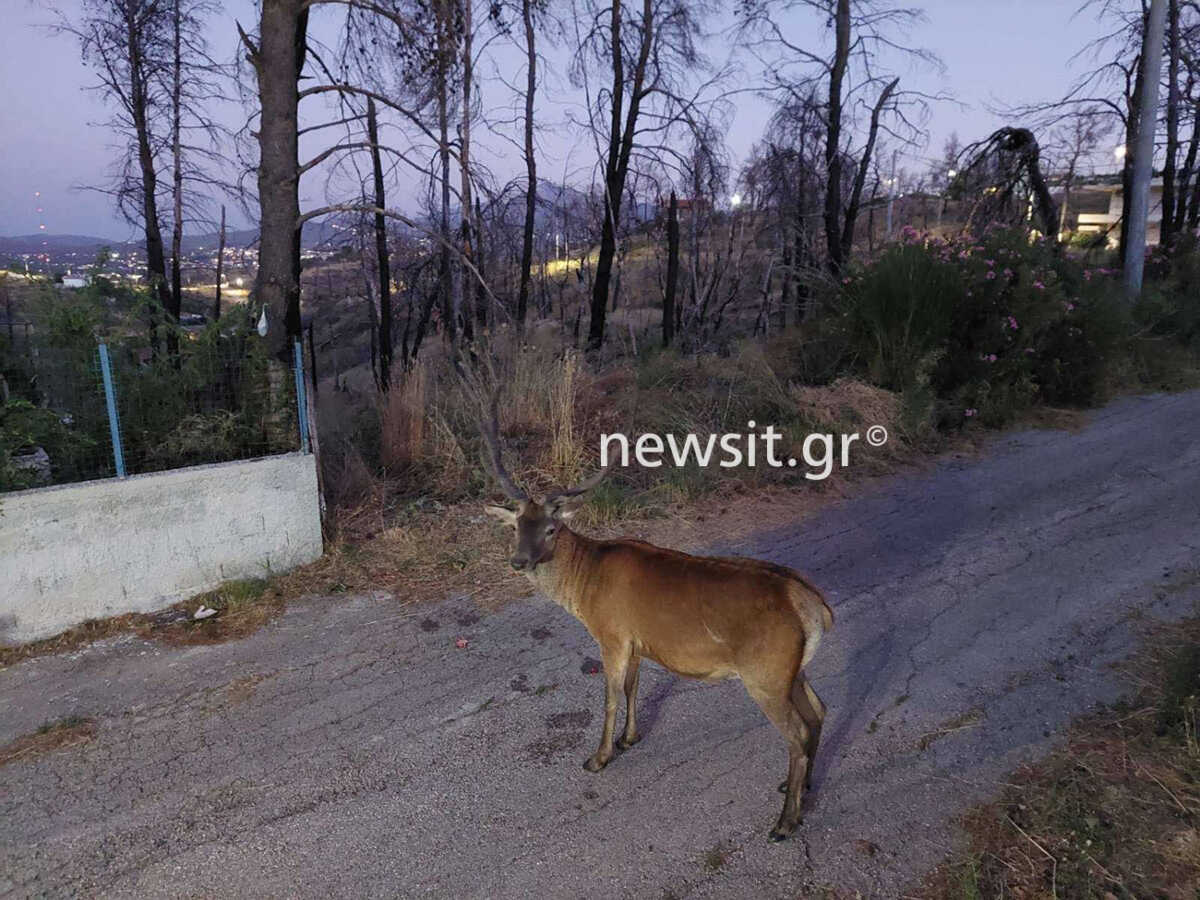 Δροσοπηγή: Ελάφια από τα καμένα ψάχνουν τροφή σε κεντρικούς δρόμους