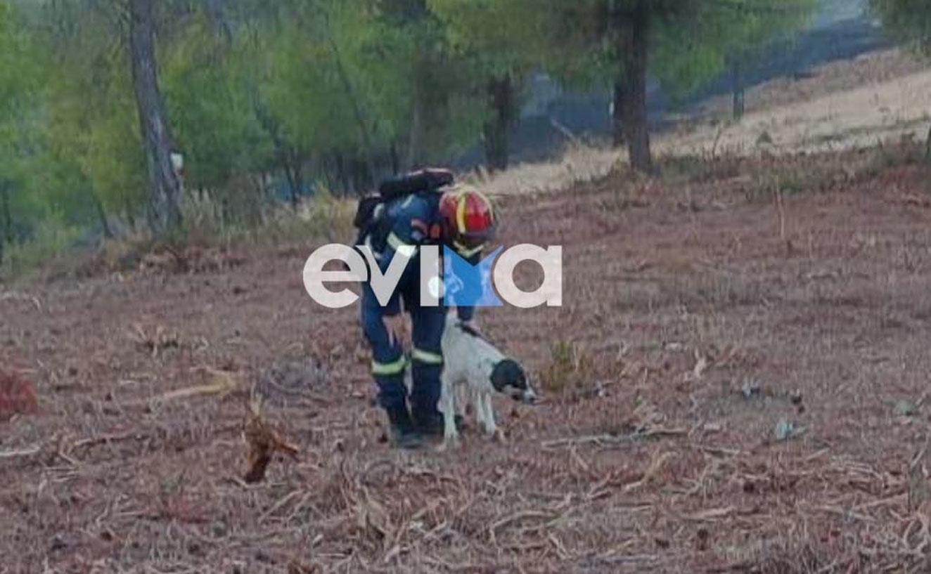 Φωτιά στην Εύβοια: Πυροσβέστης έσωσε σκυλί που είχε παγιδευτεί σε μαντρί 
