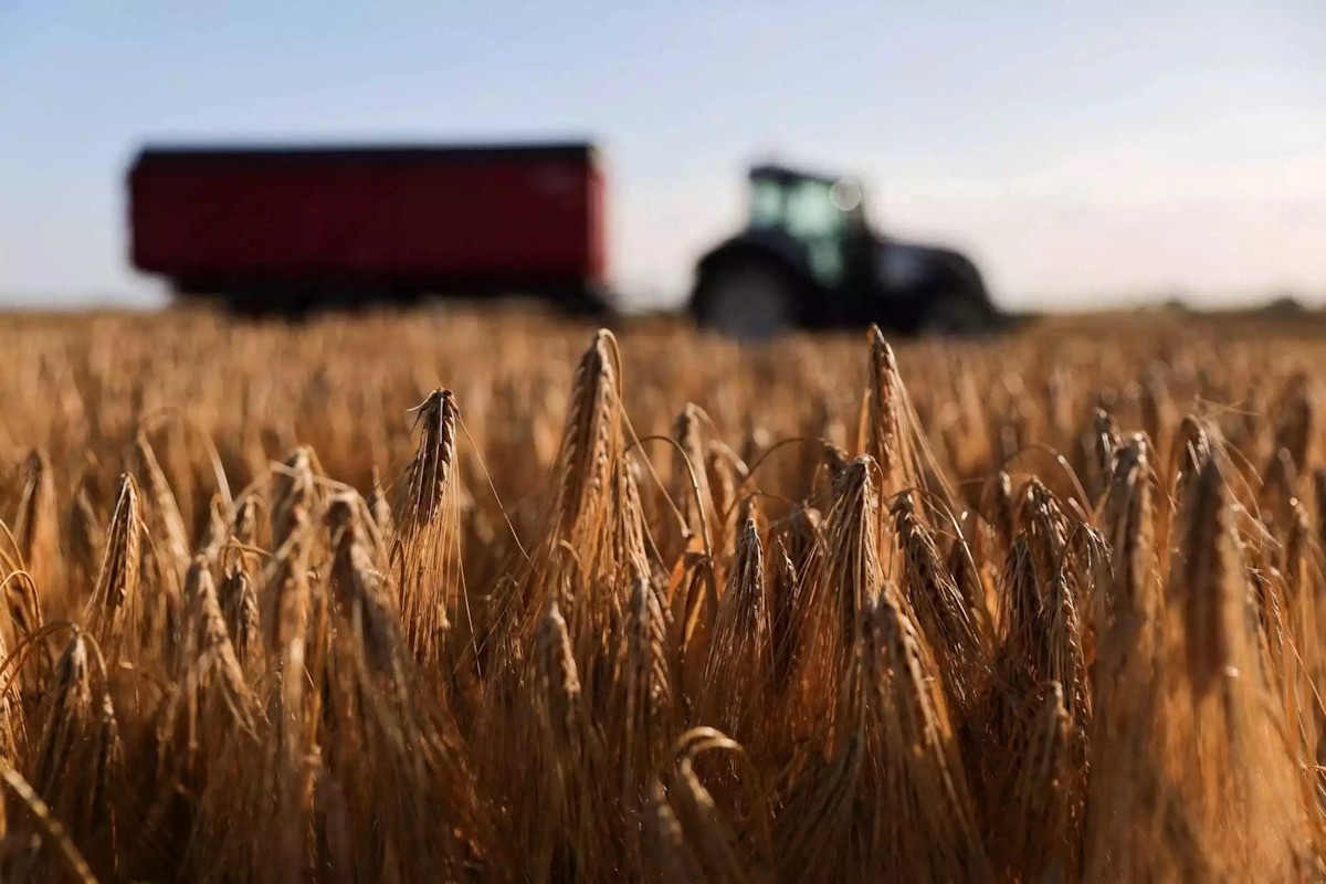 «Ελεύθερη πτώση» στις διεθνείς τιμές σιταριού, καλαμποκιού και ρυζιού