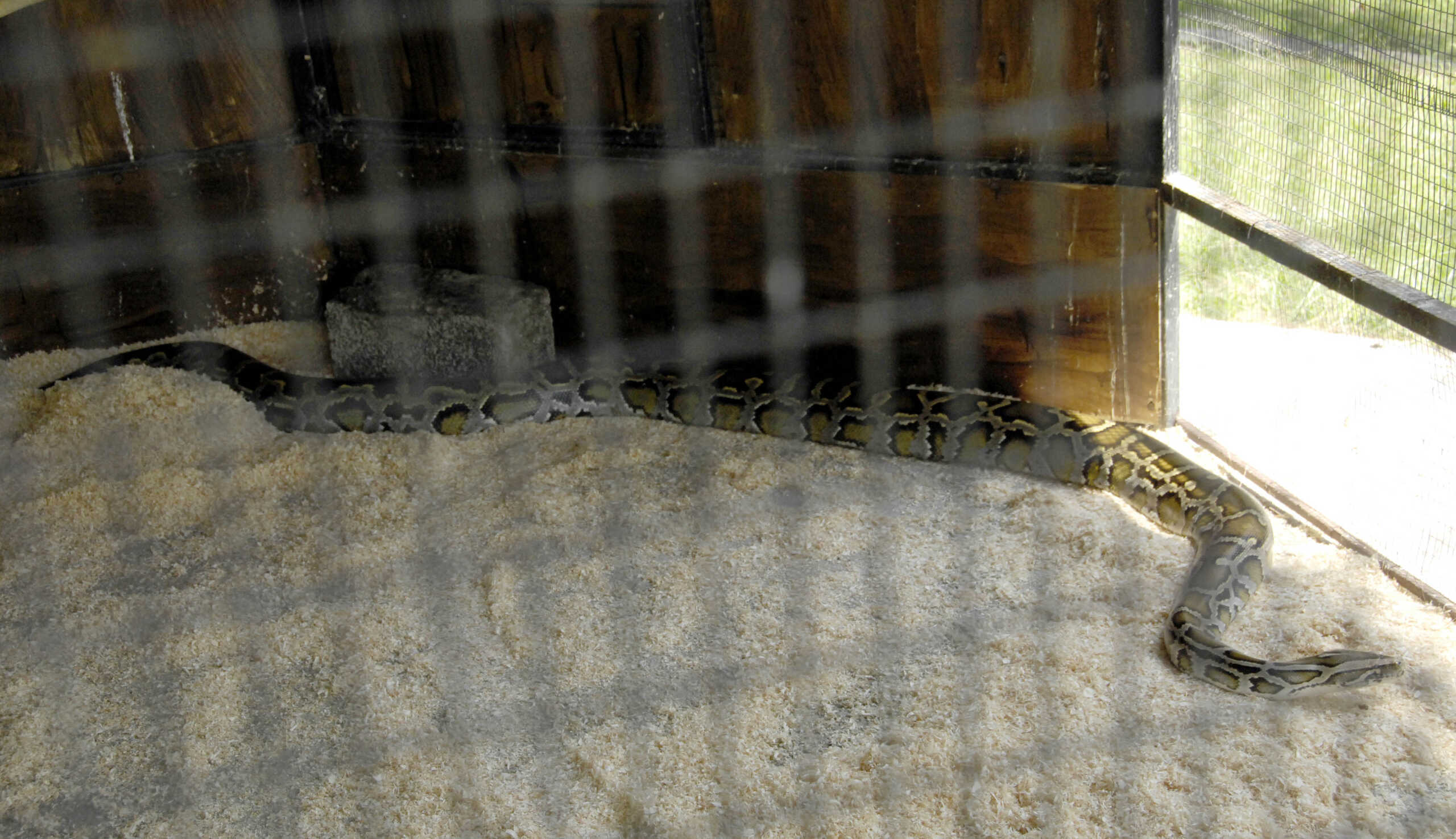 Νάξος: Φίδι λαφιάτης τρύπωσε σε σπίτι, η εικόνα μετά την επιχείρηση απομάκρυνσης του ερπετού