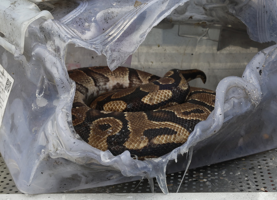 Κίνα: Προσπάθησε να περάσει λαθραία πάνω από 100 φίδια – Τα έκρυβε στις τσέπες του