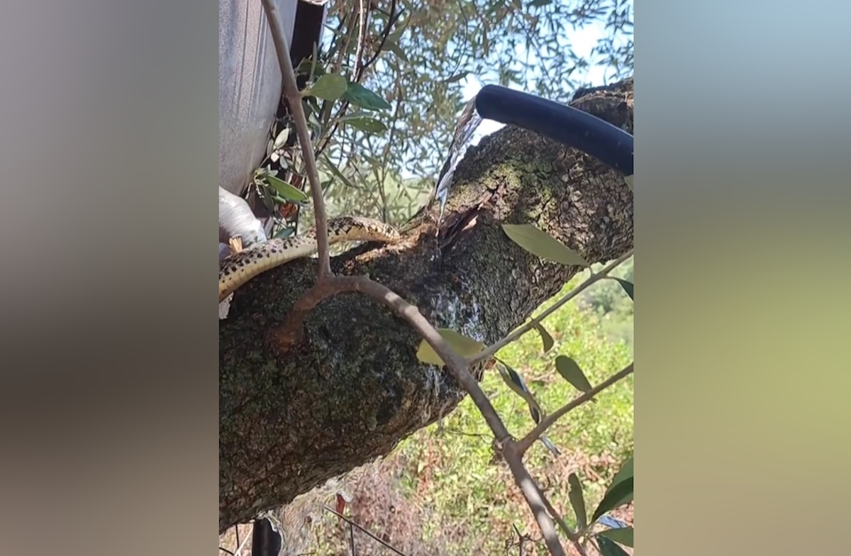 Άνδρας δίνει νερό σε διψασμένο φίδι και γίνεται viral στο TikTok – Δείτε το βίντεο