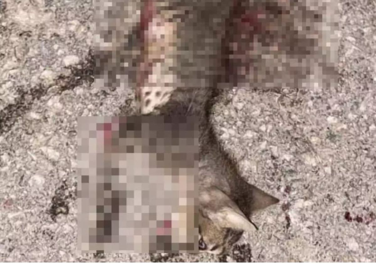 Θεσσαλονίκη: Προκαταρκτική έρευνα για το νεκρό γατάκι στον Λαγκαδά παρήγγειλε ο εισαγγελέας