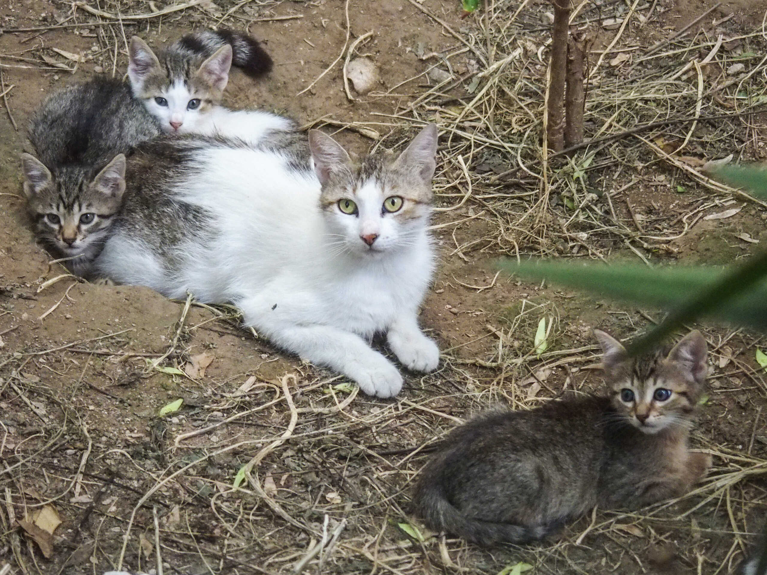 Εύβοια: Σκότωσαν 3 γατάκια στην Ερέτρια και τα πέταξαν σε κάδο σκουπιδιών