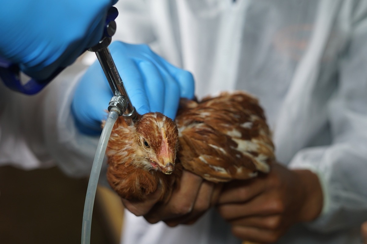 Γρίπη των πτηνών: Εντοπίστηκαν 4 νέα κρούσματα σε ανθρώπους στις ΗΠΑ