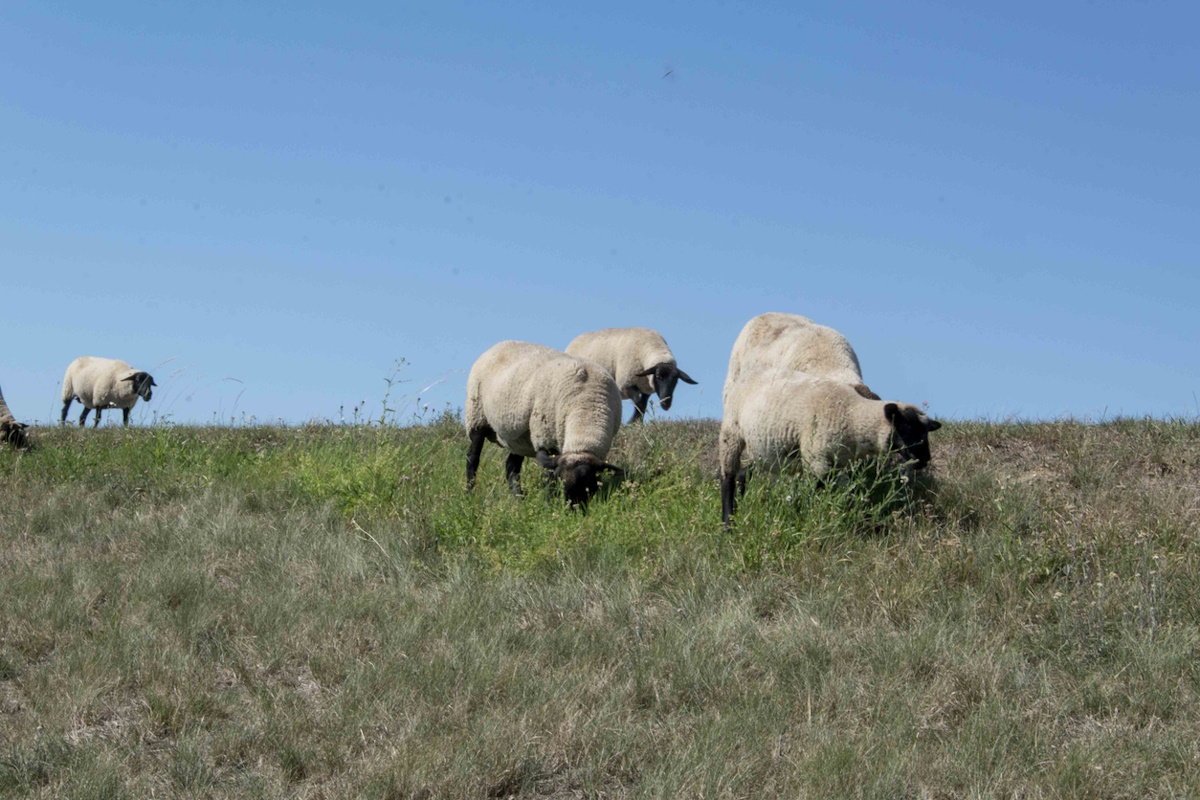Πανώλη στη Θεσσαλία: Το ύψος της χρηματικής αποζημίωσης που δικαιούται κάθε κτηνοτρόφος για την θανάτωση αρνιών και κατσικιών
