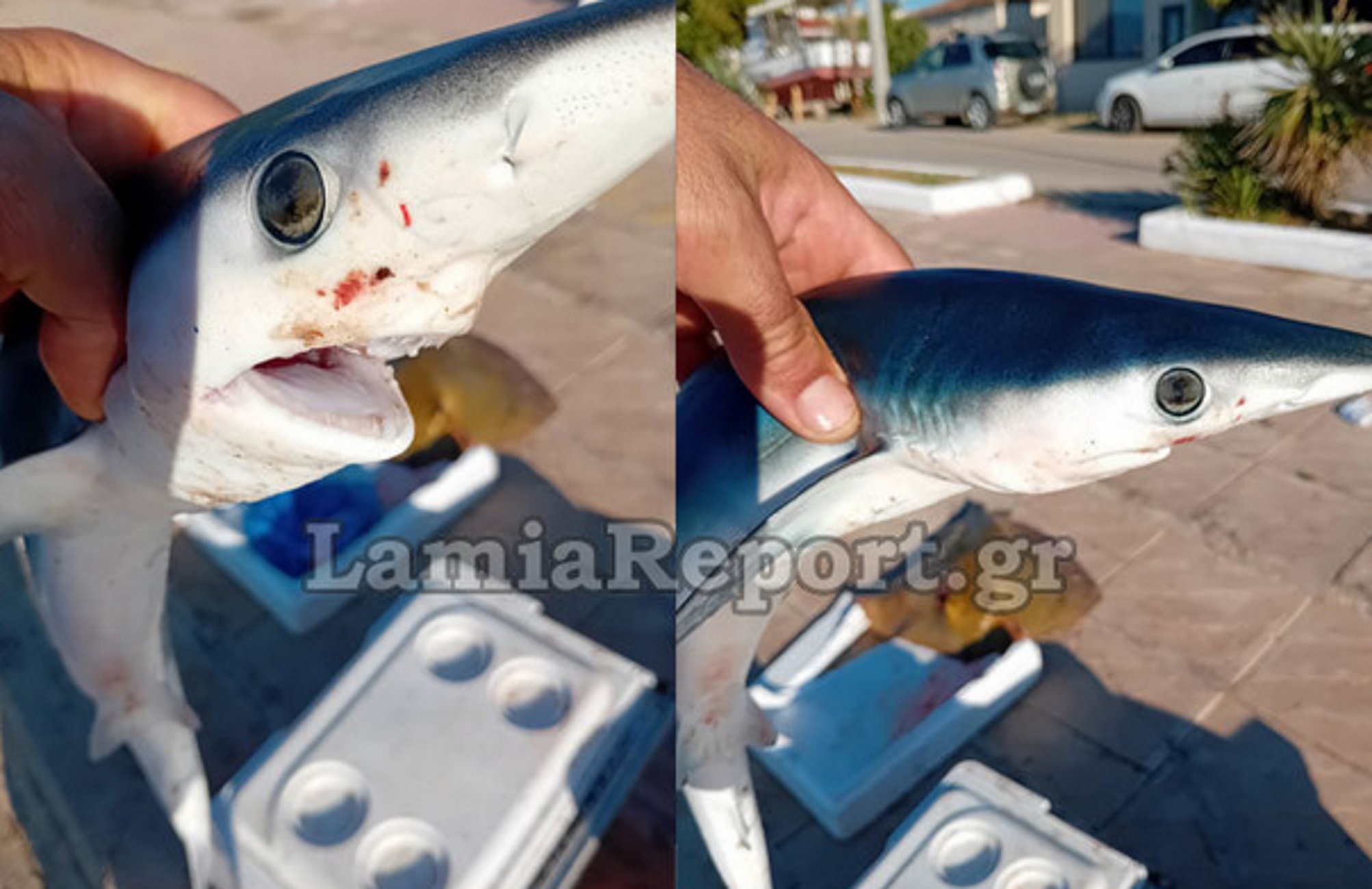 Στυλίδα: Μπλε καρχαρίας στα δίχτυα ψαρά ανοιχτά της Αγίας Μαρίνας