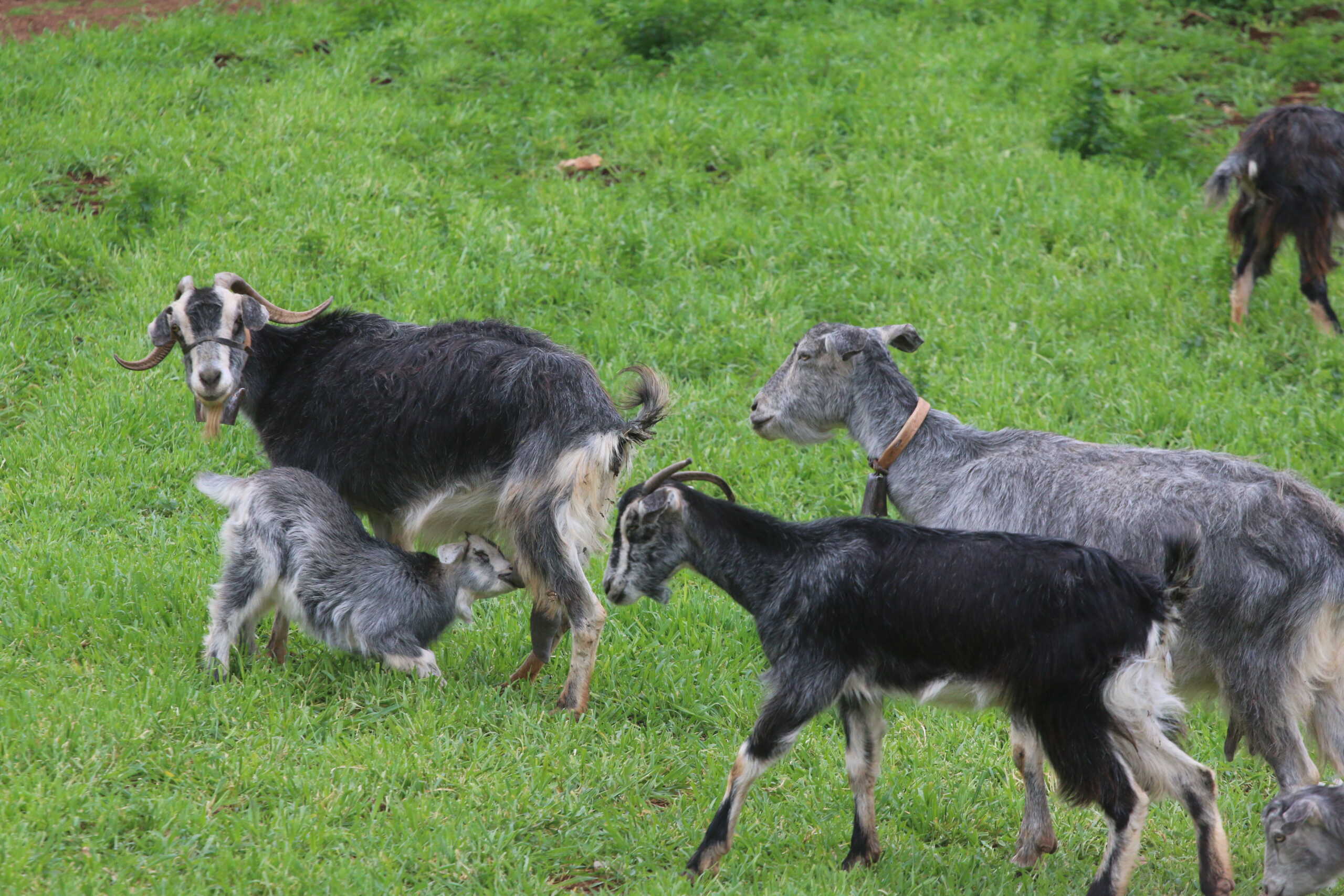 Κρούσμα πανώλης σε κτηνοτροφική μονάδα της ορεινής Κορινθίας και σύσκεψη υπό τον γγ του υπουργείου Αγροτικής Ανάπτυξης