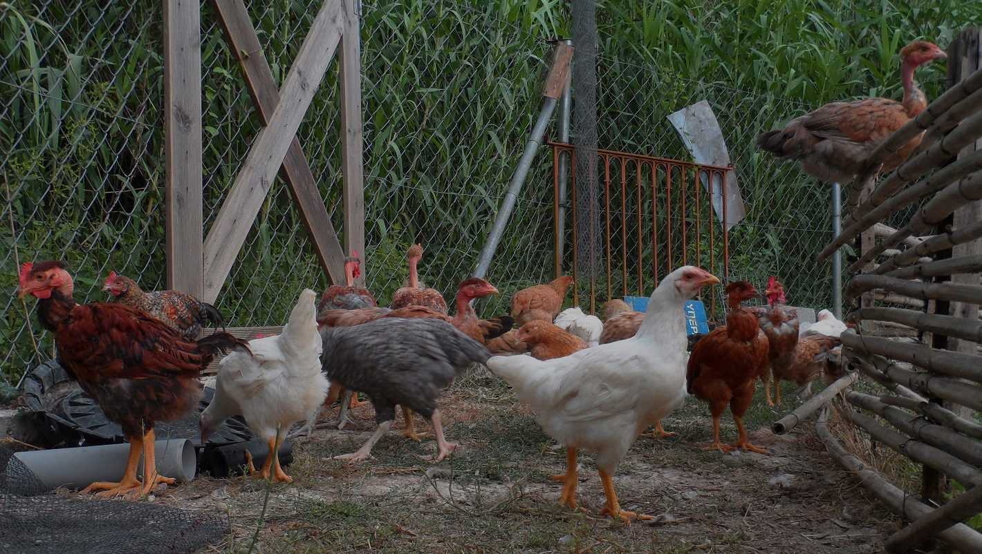Γρίπη των Πτηνών: Σχέδιο δράσης του ΕΟΔΥ για την διαχείριση πιθανών κρουσμάτων μετά την παγκόσμια έξαρση