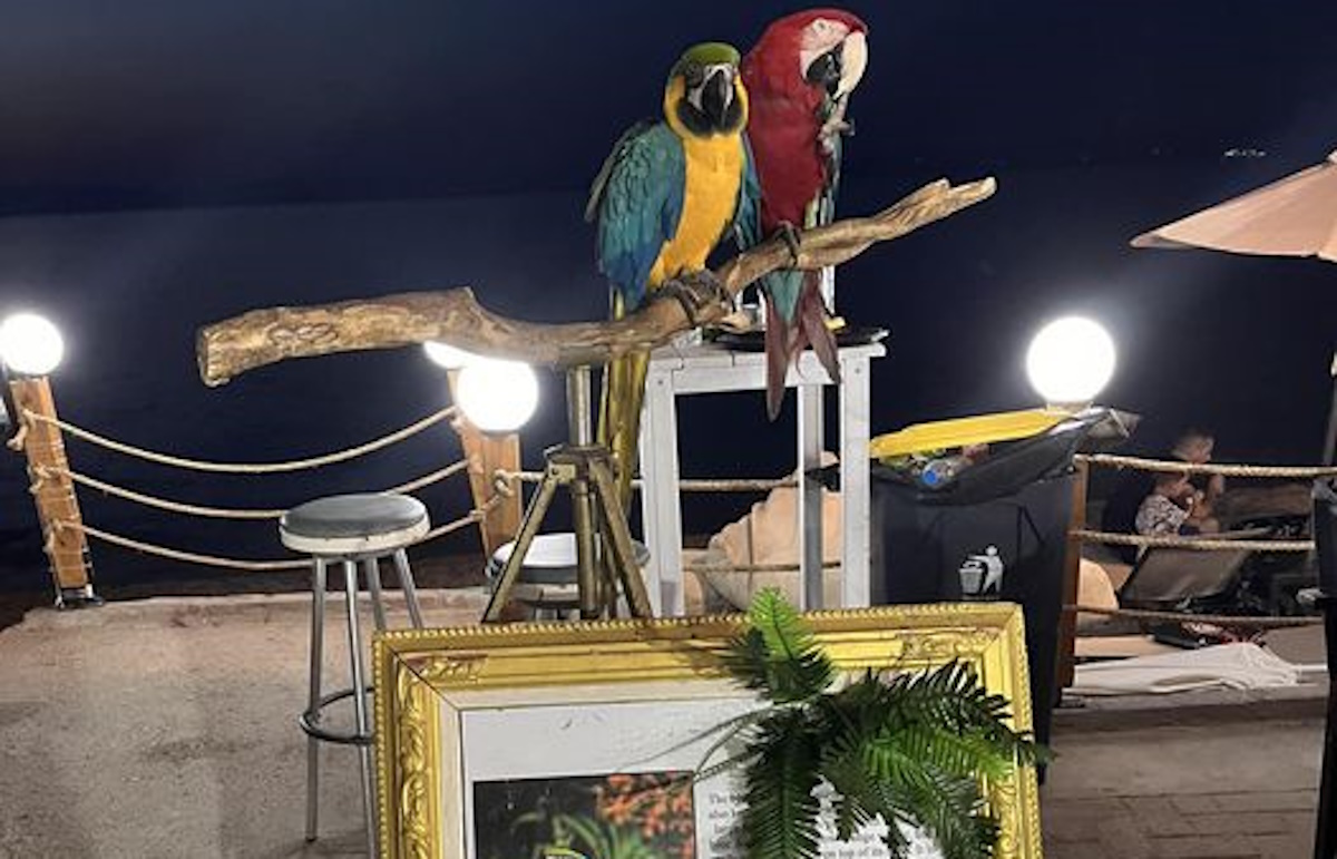 Χαλκιδική: Έκοψε τα φτερά παπαγάλων για να τους φωτογραφίζει με περαστικούς – Πρόστιμο 20.000 ευρώ
