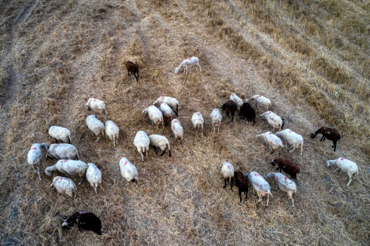 Πανώλη στα αιγοπρόβατα: Αγωνία για τους ελέγχους, επιφυλακτικότητα στην αγορά κρέατος και αιτήματα για υπερδιπλάσιες αποζημιώσεις