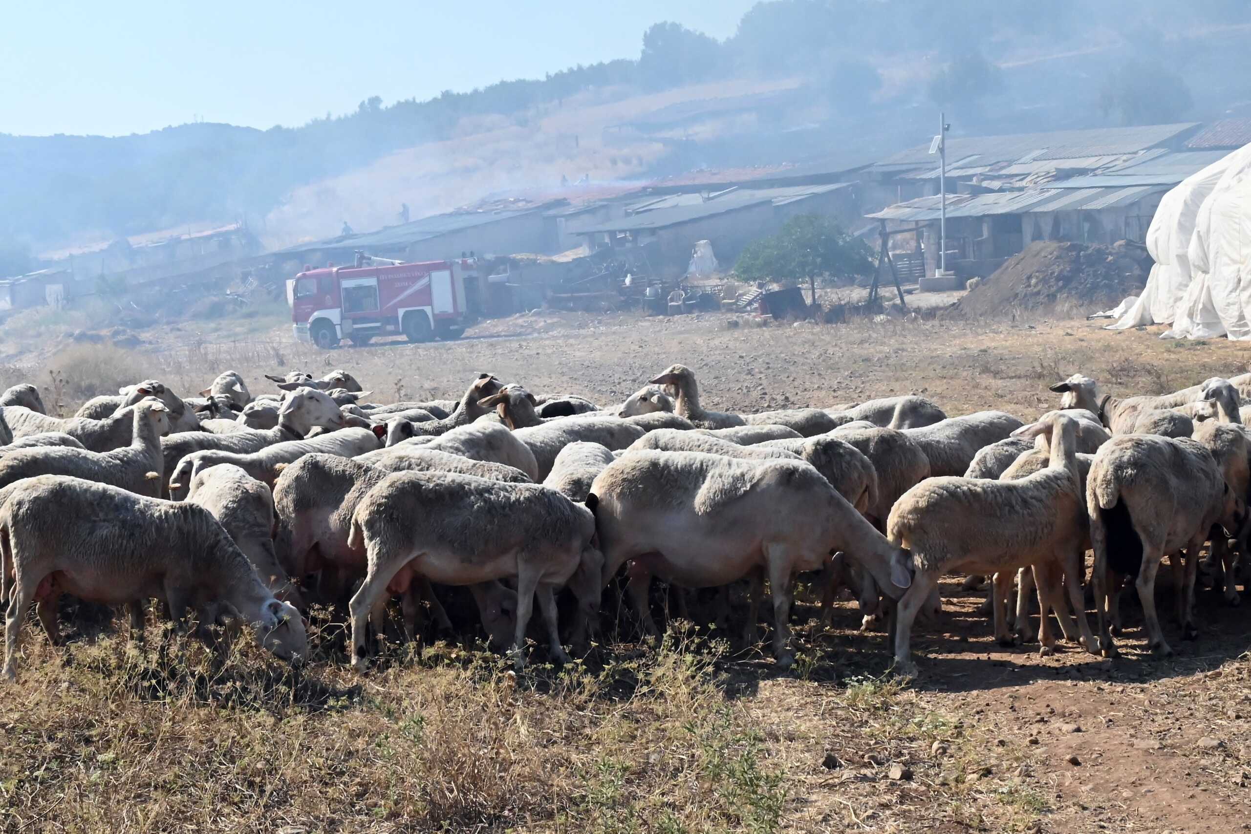 Πανώλη στα αιγοπρόβατα: 16 τα επιβεβαιωμένα κρούσματα στη Θεσσαλία