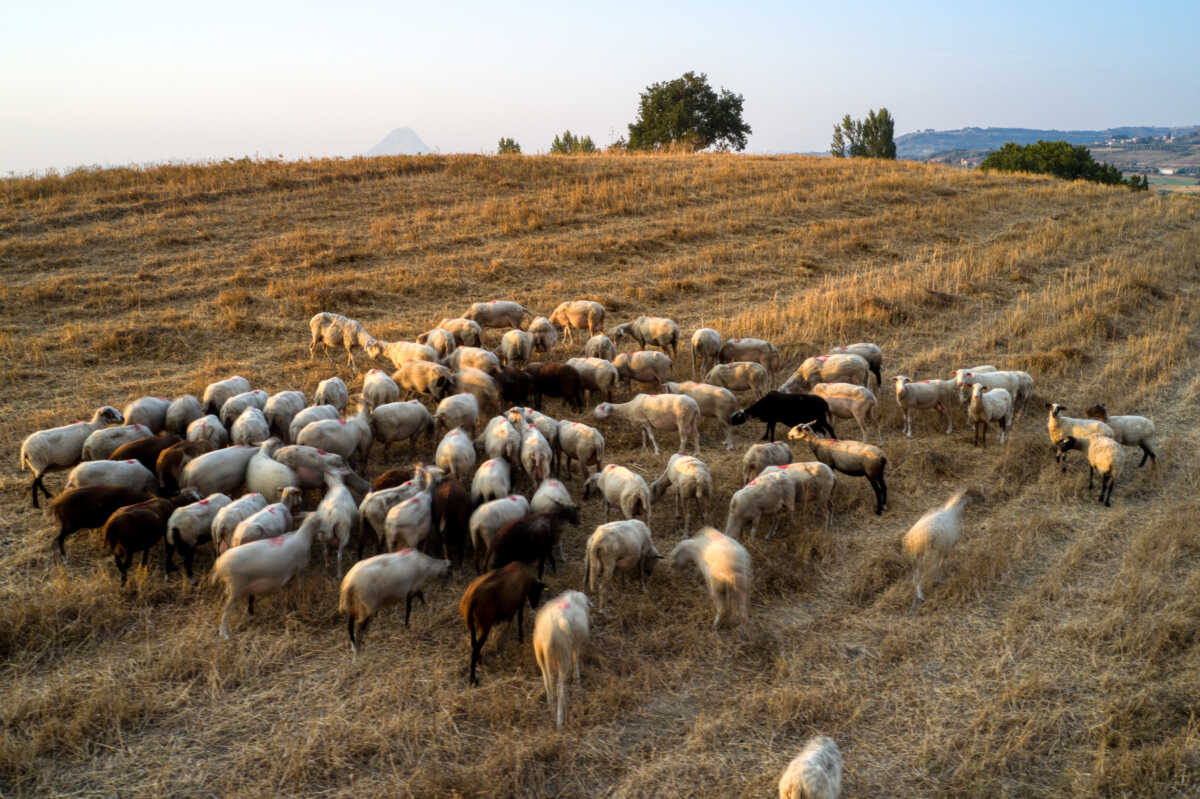 Πανώλη στα αιγοπρόβατα: 12 ερωτήσεις και απαντήσεις – Τι ισχύει για το κρέας και το γάλα