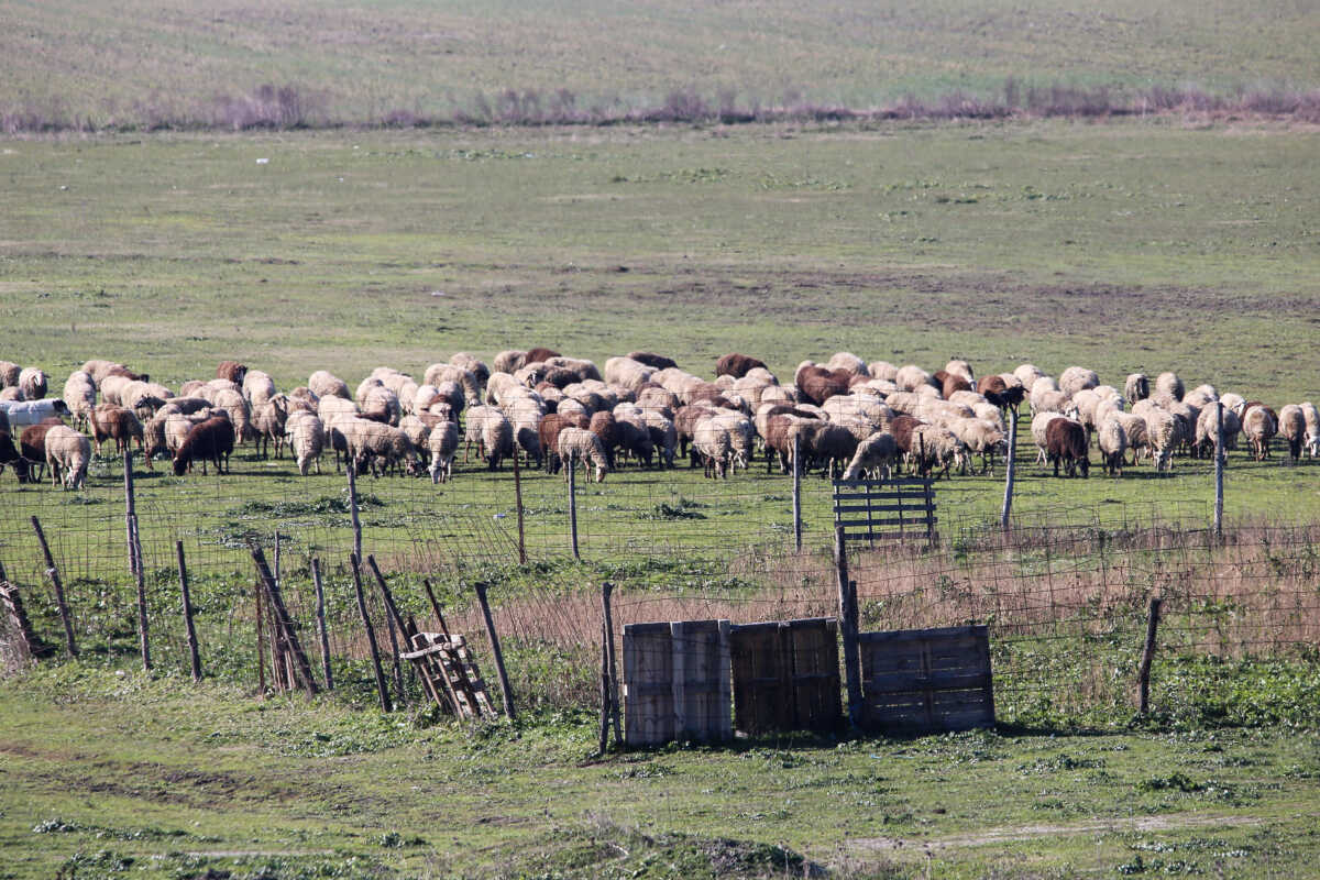 Πανώλη σε αιγοπρόβατα: Εντοπίστηκαν δύο νέα κρούσματα σε Τύρναβο και Τέμπη – Συναγερμός και στην Ήπειρο