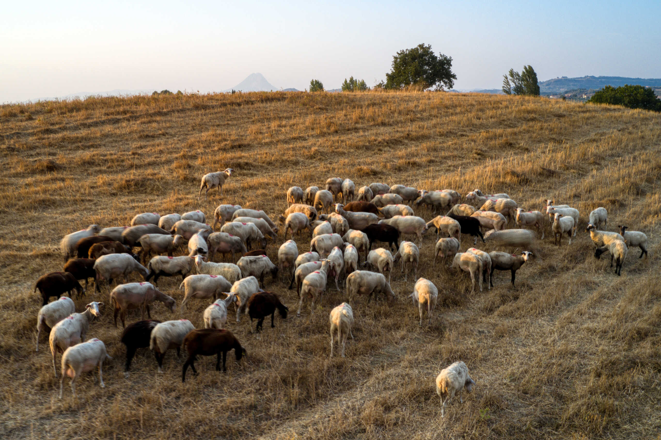 Πανώλη: Πολλά κρούσματα σε πρόβατα και κατσίκες στη Θεσσαλία – Τα μέτρα που έχουν ληφθεί
