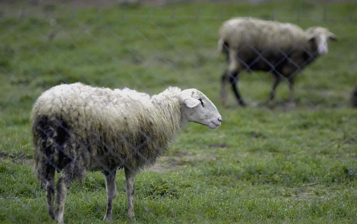Πανώλη στα αιγοπρόβατα: Πόσους κτηνοτρόφους και πώς τους αφορά η υπουργική απόφαση για καραντίνα στα κοπάδια όλης της χώρας
