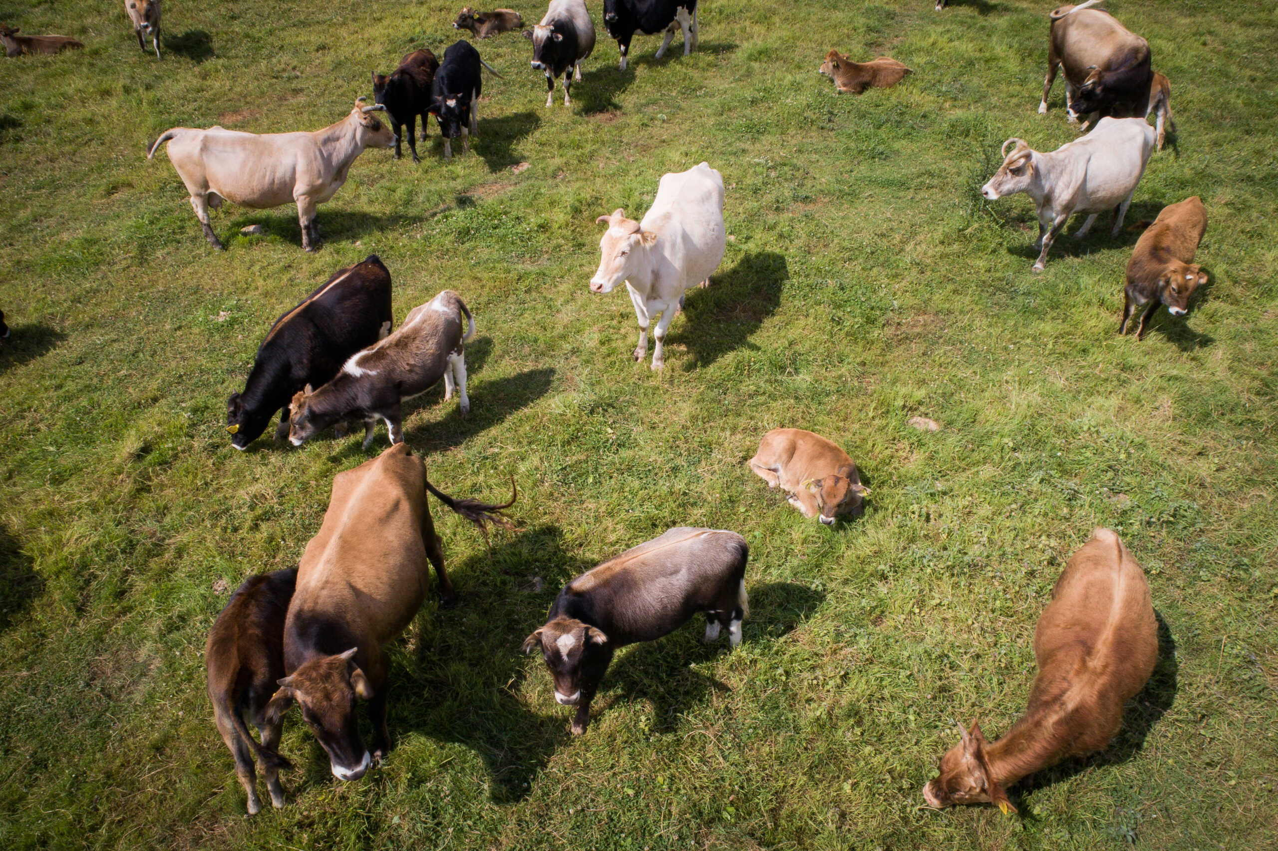 Μετέωρα: Αίτημα για οικονομική στήριξη των κτηνοτρόφων που πλήττονται από τα μέτρα κατά της διασποράς της πανώλης