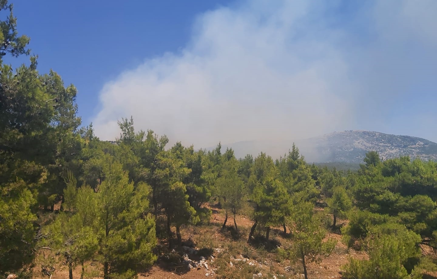 Φωτιά στις Ερυθρές Αττικής: Καίει δάσος στην περιοχή – Εκκενώνεται προληπτικά κατασκήνωση