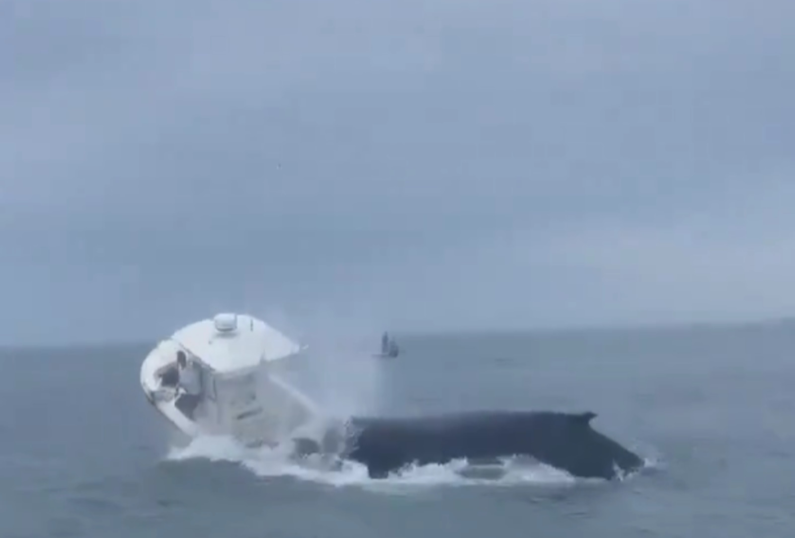 Θρίλερ στις ΗΠΑ: Φάλαινα έπεσε πάνω σε βάρκα, την αναποδογύρισε και εκτόξευσε τους ψαράδες