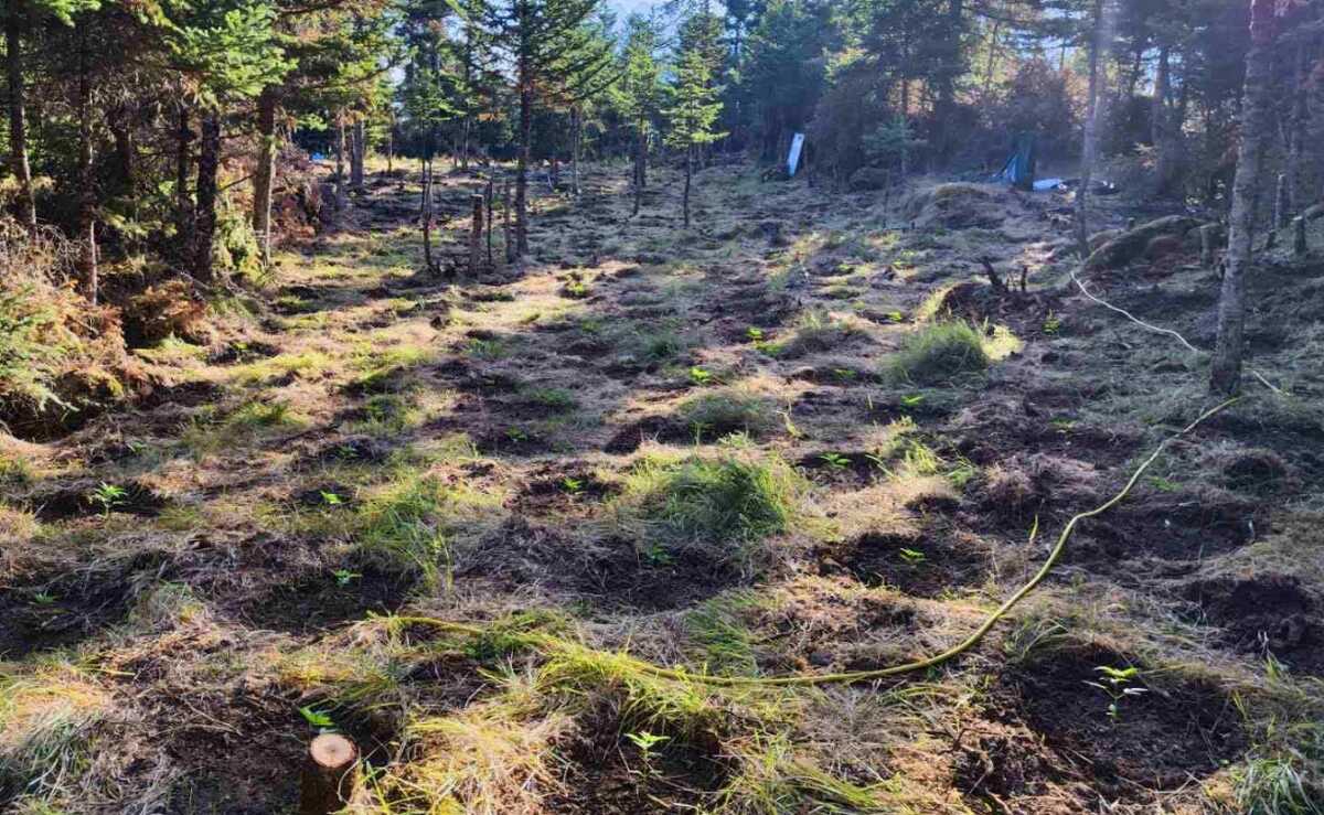 Φωκίδα: Βρέθηκαν πάνω από 1.800 δενδρύλλια κάνναβης σε δάσος στην Βαρδούσια