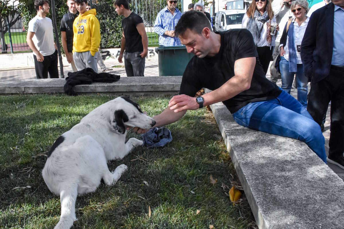 Νίκος Ρωμανός κατά Στέφανου Κασσελάκη: Fake η υιοθεσία πυρόπληκτου σκύλου, επιβεβαιώνεται από βίντεο εθελοντών