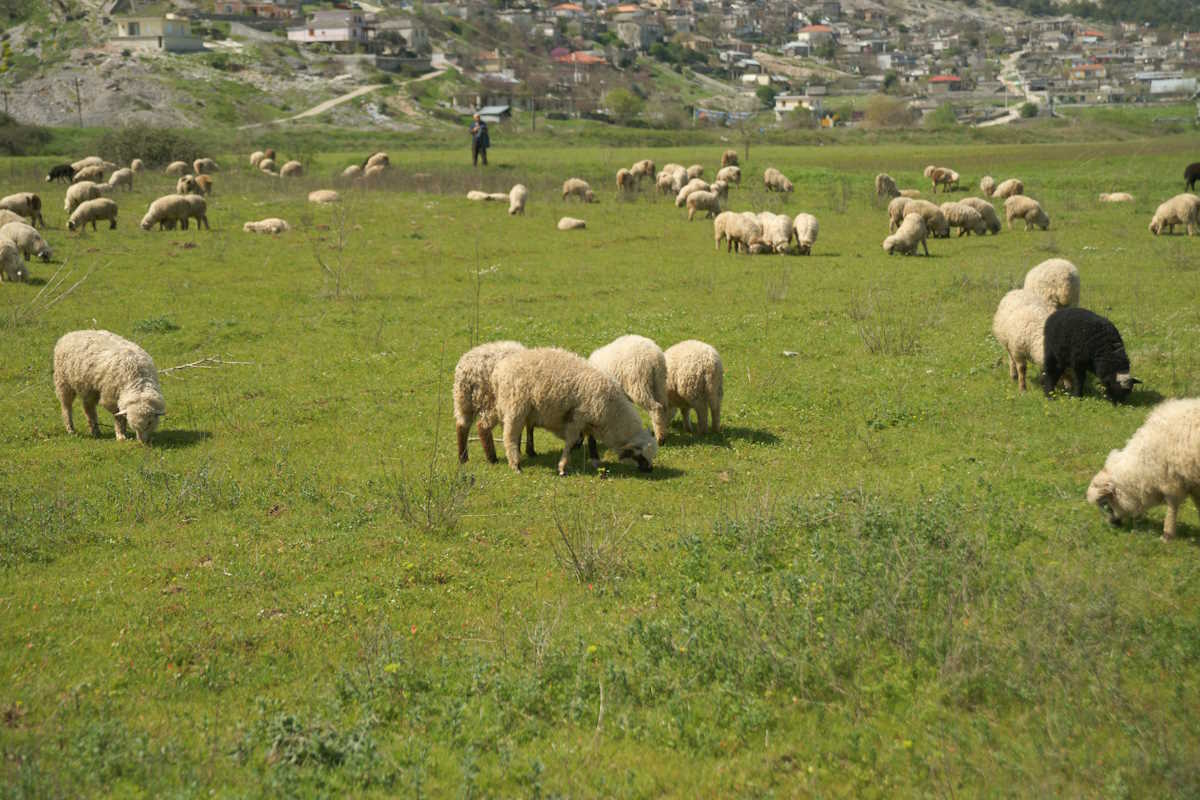 Πανώλη στα αιγοπρόβατα: Βρέθηκαν κρούσματα σε Ηλεία και Αιτωλοακαρνανία