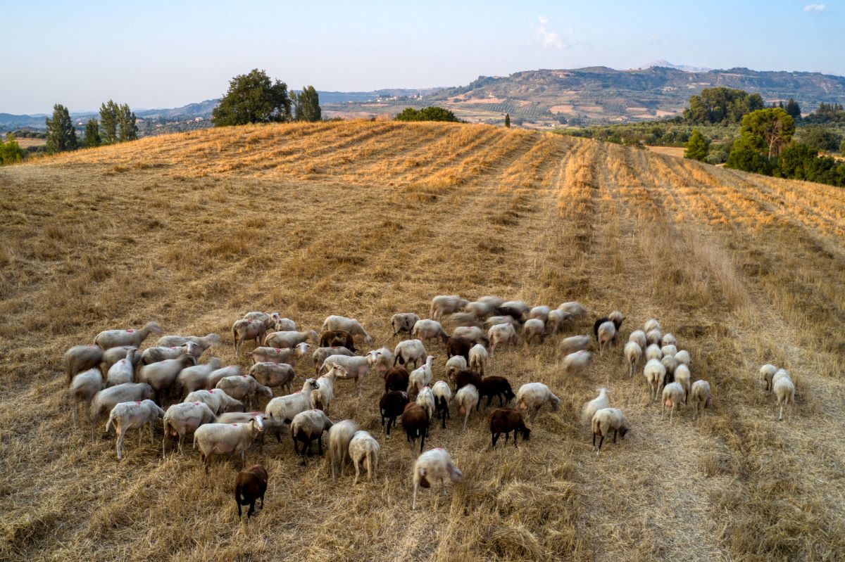 Πανώλη στα αιγοπρόβατα: Εντοπίστηκε κρούσμα και στη Ροδόπη