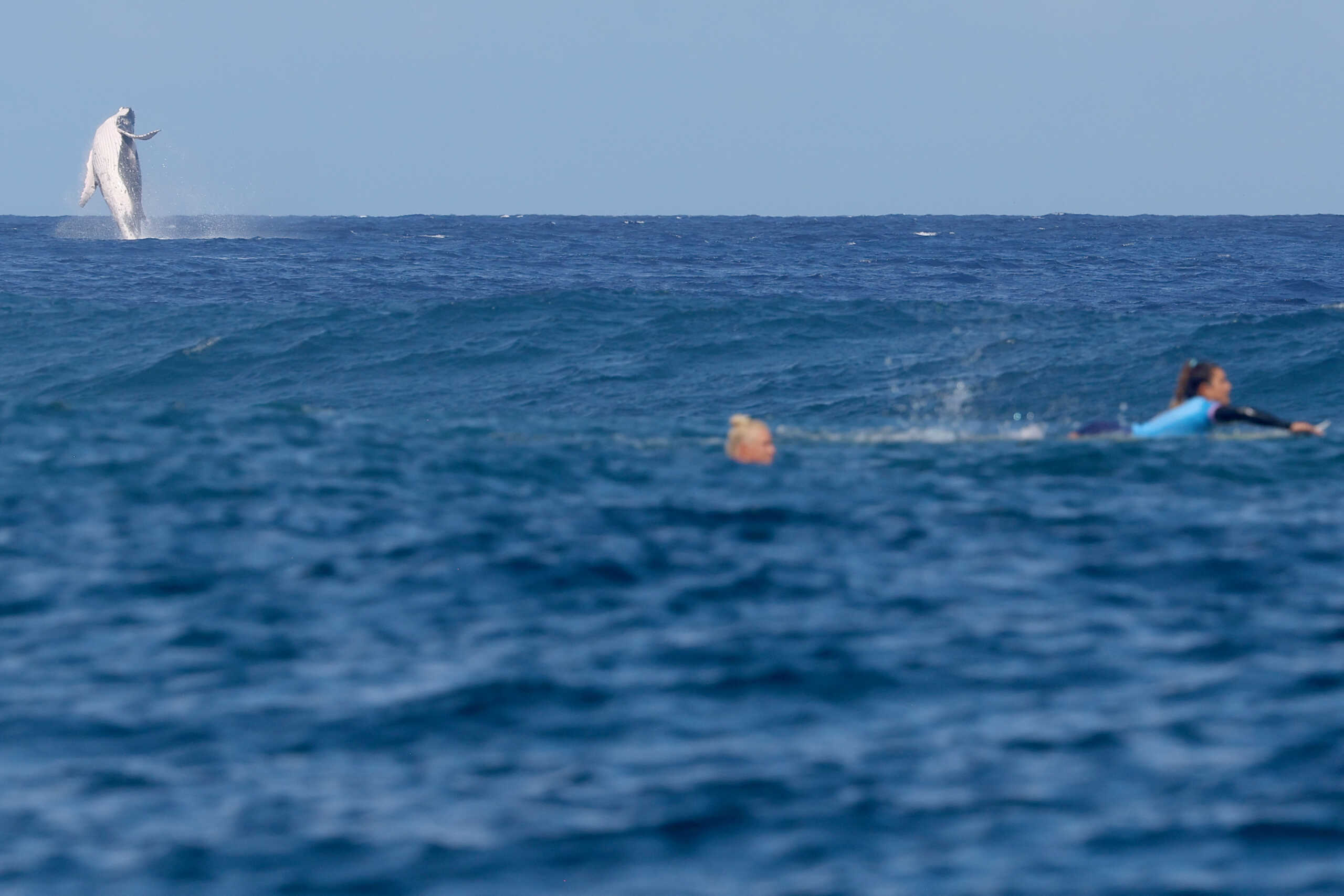 Paris 2024 Olympics - Surfing - Women's Semifinals - Heat 2 - Teahupo'o, Tahiti, French Polynesia  - August 05, 2024. A whale is seen as Tatiana Weston-Webb of Brazil and Brisa Hennessy of Costa Rica look for waves during Heat 2. REUTERS