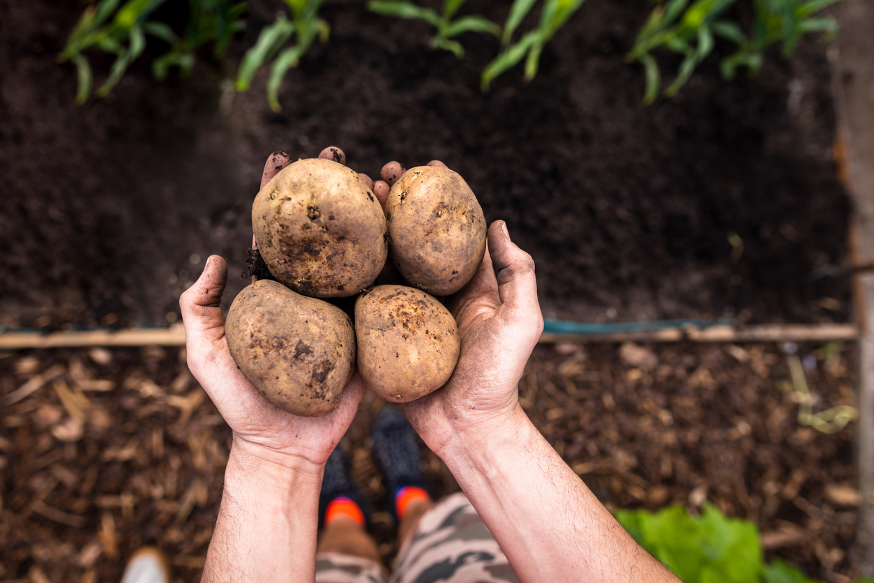 A view from above close-up shot of an unrecognisable mature man's arms holding freshly picked potatoes. He is in a community garden and is holding out his muddy hands. The allotment is located in North Shields.