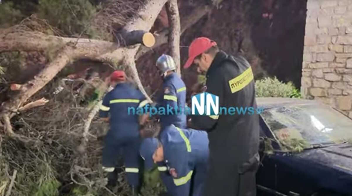 Ναύπακτος: Η στιγμή που τεράστιο πεύκο πέφτει στο κάστρο – Παρά τρίχα γλίτωσε οικογένεια