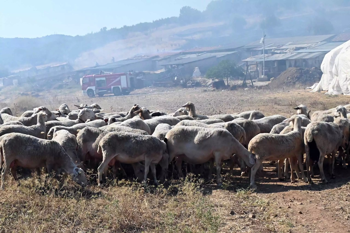 Πανώλη στα αιγοπρόβατα: Αίρεται από 19 Αυγούστου μερικώς η καραντίνα στη μετακίνηση για σφαγή – Ποιες περιοχές αφορά