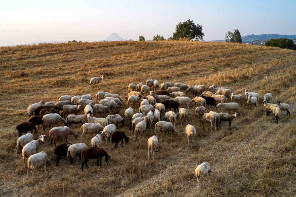 Πανώλη στα αιγοπρόβατα: Πάγια αποζημίωση 5.000 ευρώ και 300 ευρώ ανά ζώο ζητά ο περιφερειάρχης Θεσσαλίας