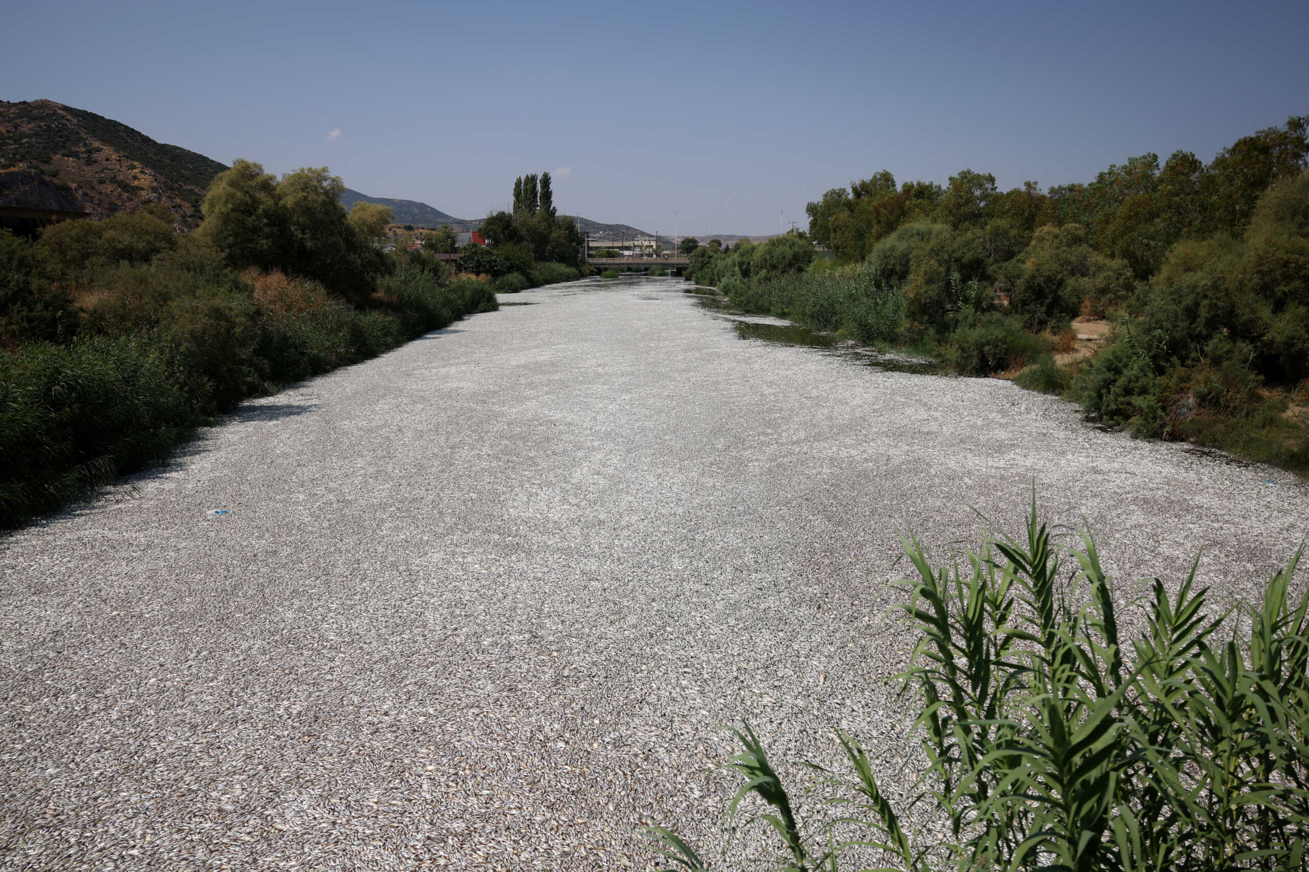 Απέραντη θάλασσα από νεκρά ψάρια στο Βόλο – Μαζεύτηκαν περισσότεροι από 57 τόνοι