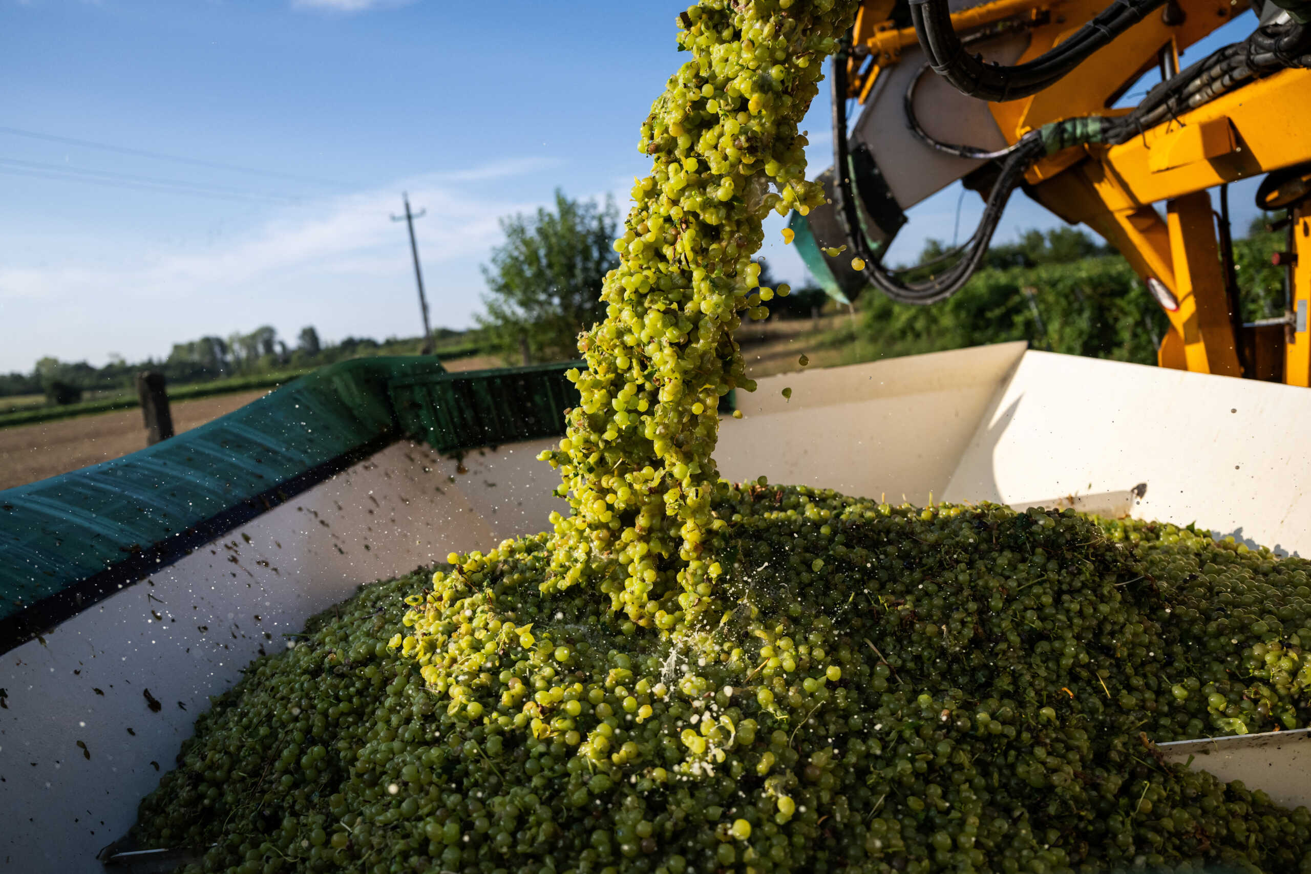 A combine harvester transfers grapes into a container in a vineyard near Balatonlelle, Hungary, August 5, 2024. REUTERS