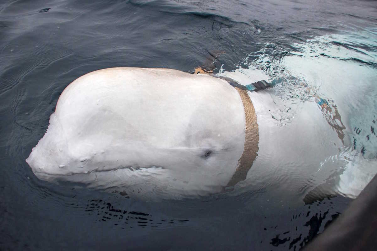 FILE PHOTO: A white beluga whale wearing a harness is seen off the coast of northern Norway, April 29, 2019. Jorgen Ree Wiig