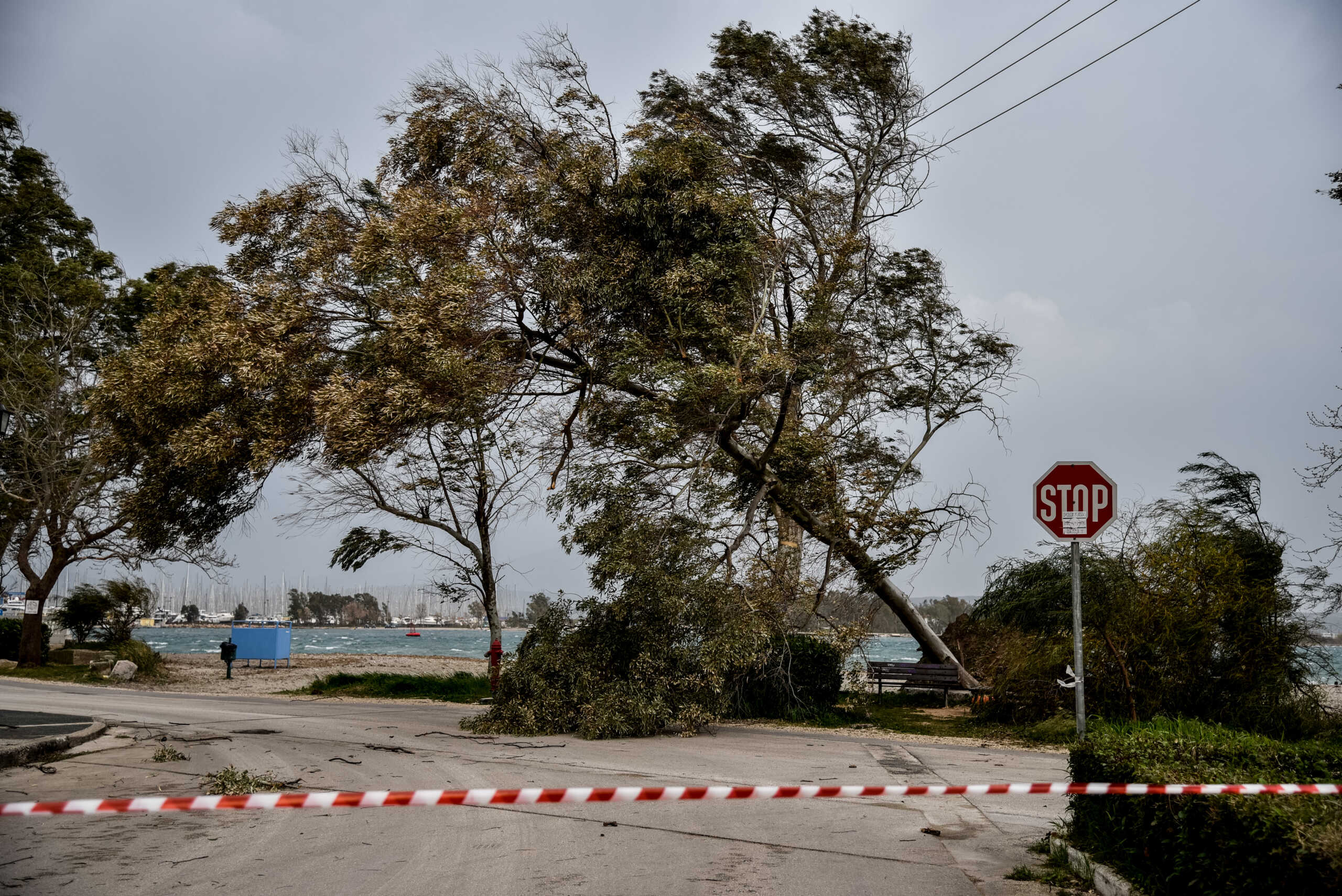 Θεσσαλονίκη: Πάνω από 25 κλήσεις για κοπές δέντρων λόγω ισχυρών ανέμων – Οι συστάσεις του Δήμου