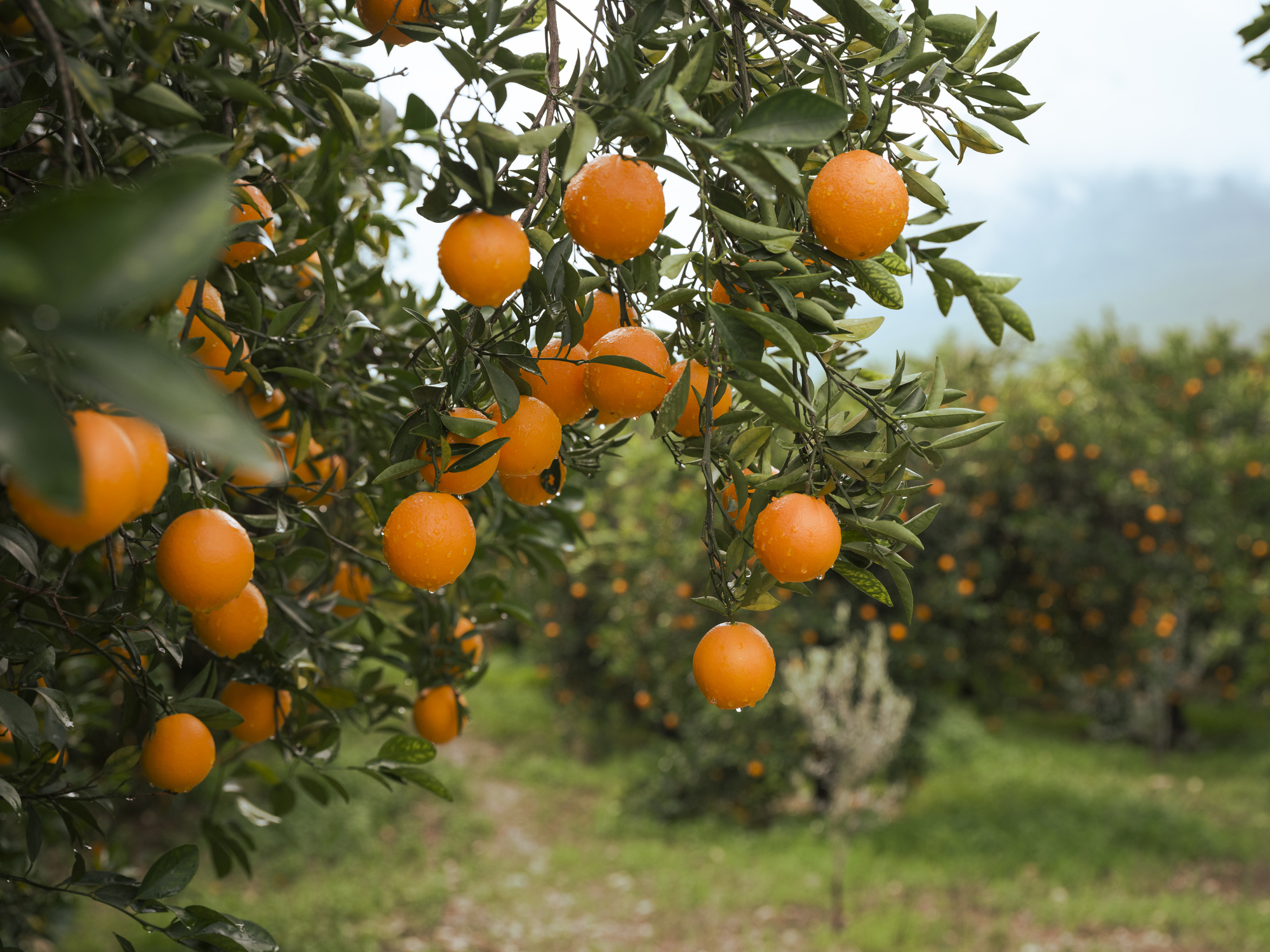 Orange - Fruit, Fruit, Citrus Fruit, Tangerine, Crete