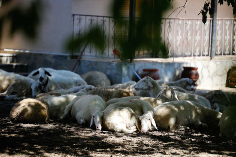 Να επανεξεταστούν τα κονδύλια της ΕΕ για τις αποζημιώσεις των ζωονόσων 