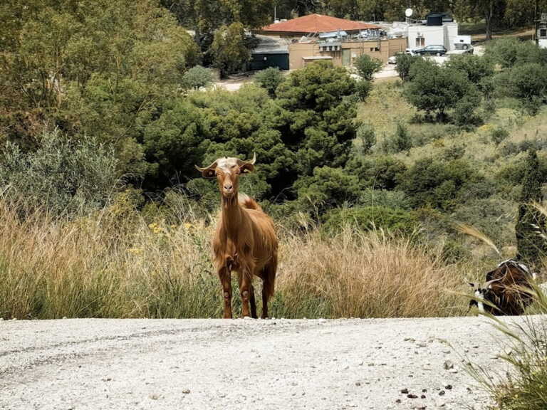 Οδηγός μηχανής συγκρούστηκε με κατσίκα στα Χανιά - Στο νοσοκομείο με τραύματα