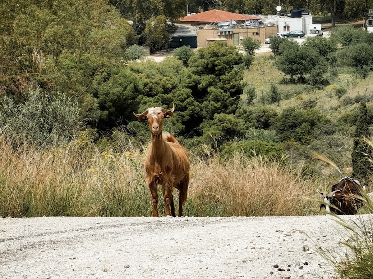 Χανιά: Οδηγός μηχανής συγκρούστηκε με κατσίκα – Στο νοσοκομείο με τραύματα