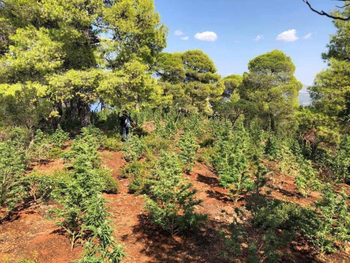 Θήβα: Εντοπίστηκε η μεγαλύτερη χασισοφυτεία στην Ελλάδα – Πάνω από 8.000 δενδρύλλια, κέρδη άνω των 15 εκατ. ευρώ