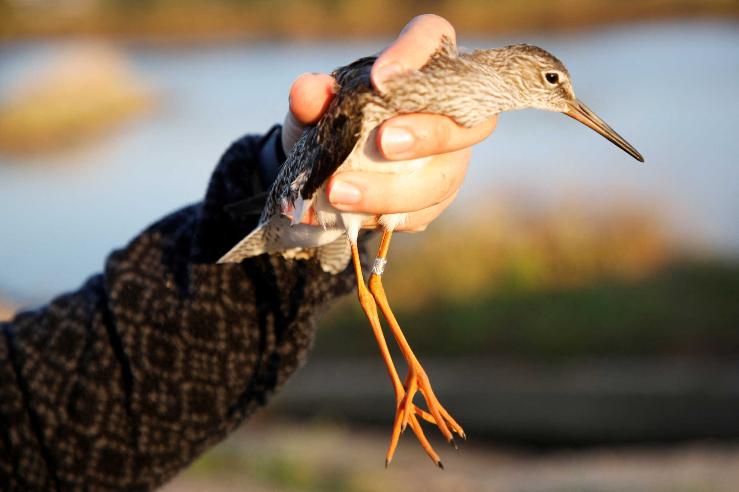 Ornithologist prepares to release a Redshank (Tringa totanus) after being ringed during the autumn birds migration in the marshlands of salt fields in Ulcinj, Montenegro, September 19, 2024. REUTERS