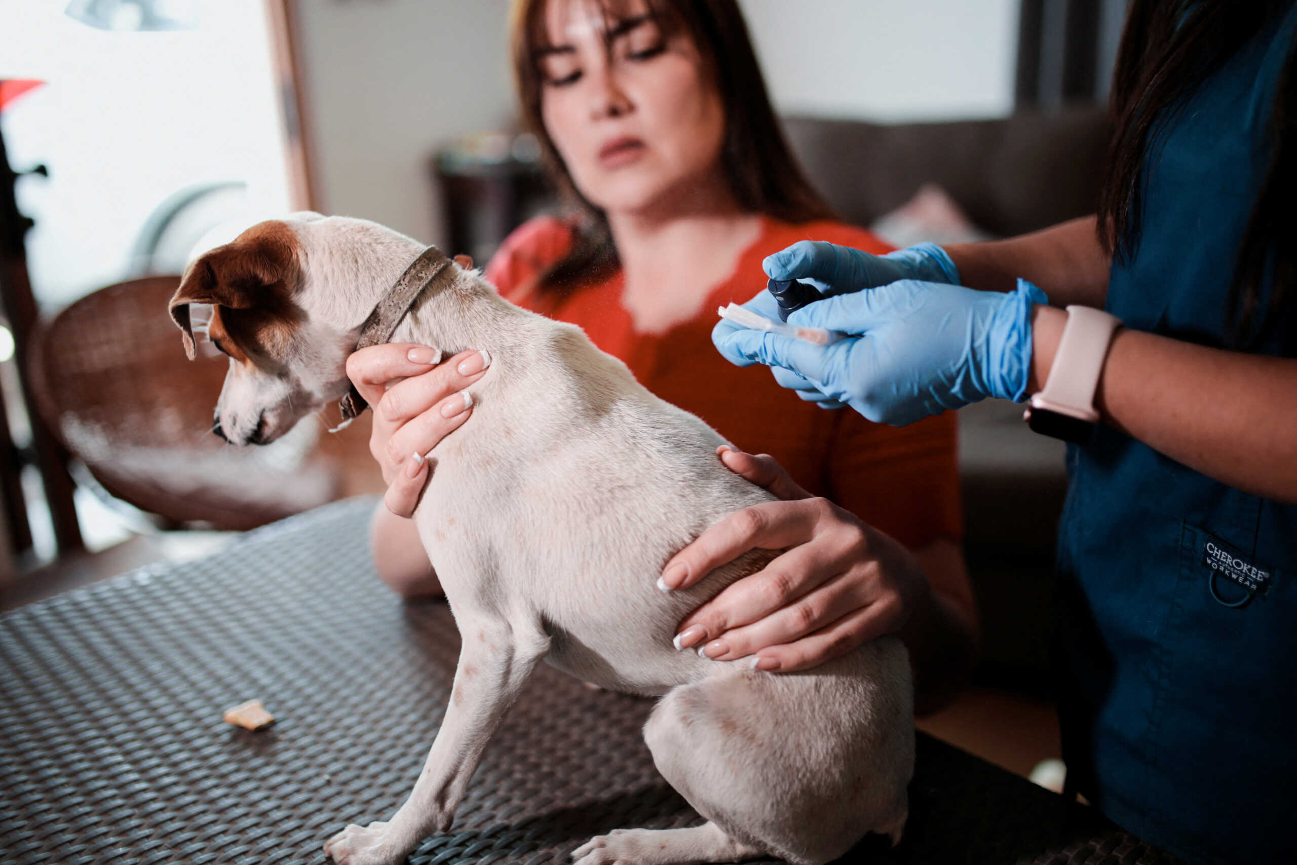 A veterinarian prepares a dog before it receives a vaccine for neutering dogs in Santiago, Chile October 3, 2024. REUTERS