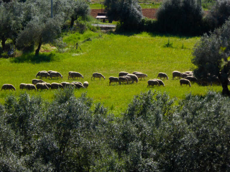 Ανησυχία για την επάρκεια αιγοπρόβειου κρέατος στην αγορά λόγω της ευλογιάς των προβάτων