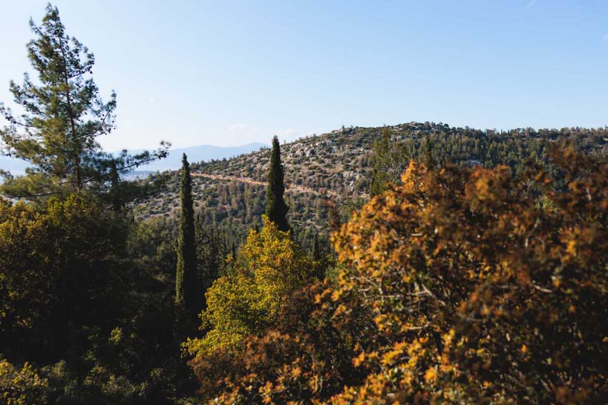 3 δασικοί προορισμοί σε κοντινή απόσταση από το κέντρο της Αθήνας