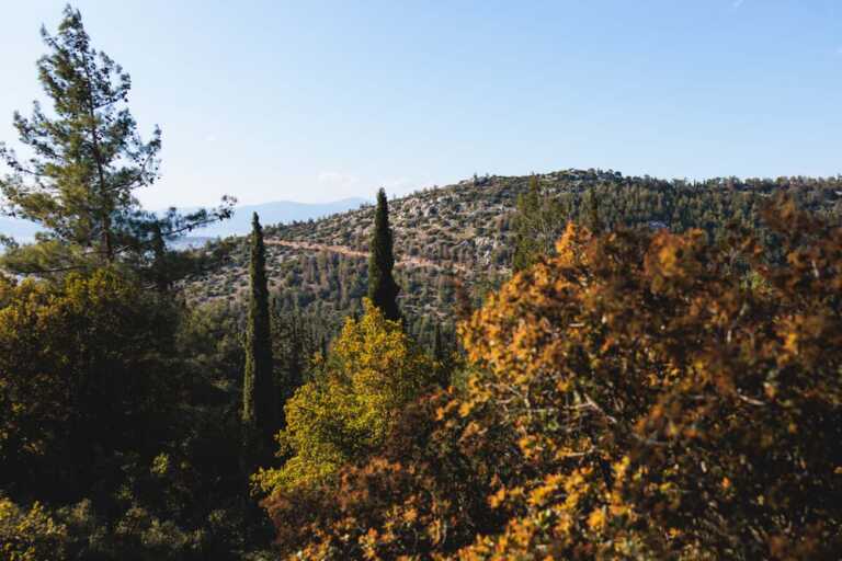 3 δασικοί προορισμοί σε κοντινή απόσταση από το κέντρο της Αθήνας